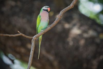 Close-up of bird perching on branch