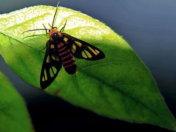 Close-up of butterfly on leaf