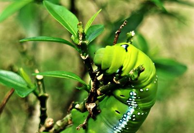 Close-up of insect on plant