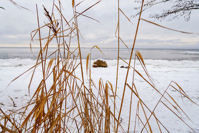 Beach on the baltic sea coast. coastal landscape with sandy beach, dunes and grass on a winter day