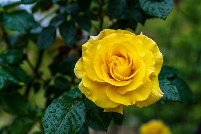 Close-up of yellow rose