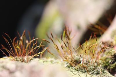 Close-up of cactus plant growing on field