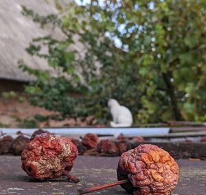 Close-up of fresh vegetables on table against trees