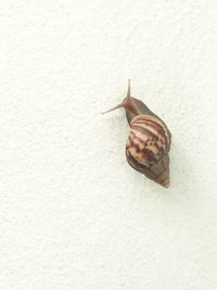 Close-up of insect on white surface