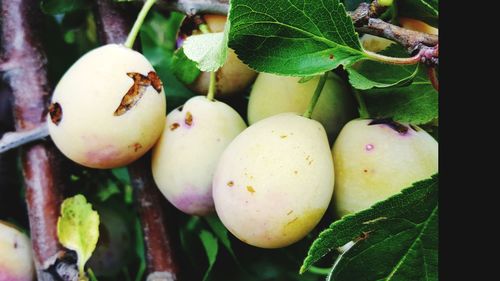 Close-up of fruits growing on plant