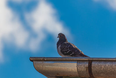 Low angle view of pigeon perching on railing