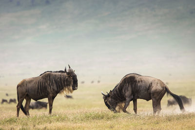 Horses in a field