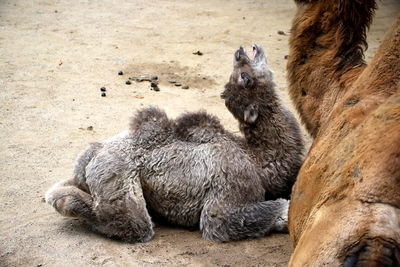 View of cats relaxing in zoo