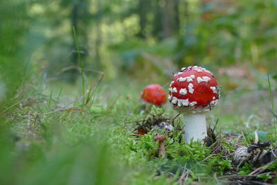 Close-up of fly agaric mushroom growing on field