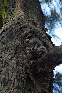 Low angle view of tree trunk