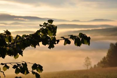 beauty in nature