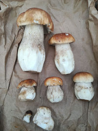 Close-up of mushrooms growing on wooden wall