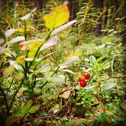 Close-up of red berries on plant