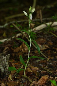 Close-up of small plant growing on field