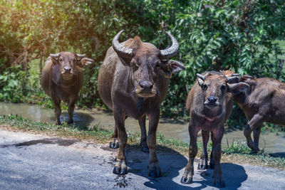 Buffalo standing on field