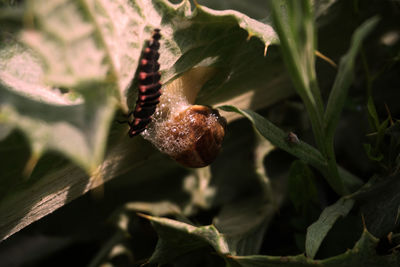Close-up of snail on plant
