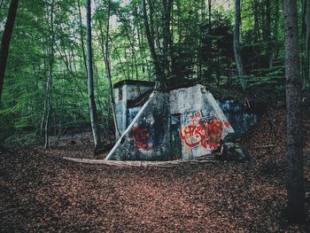 Graffiti on tree trunk in forest
