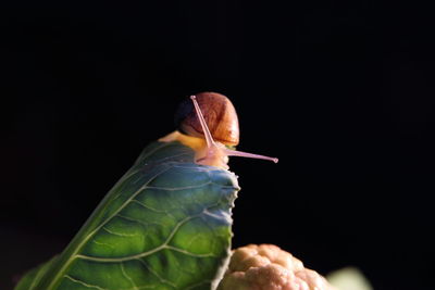 Macro shot of snail on leaf