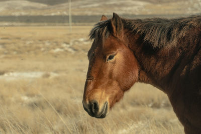 Side view of a horse on field