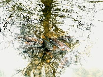 High angle view of a bird in water