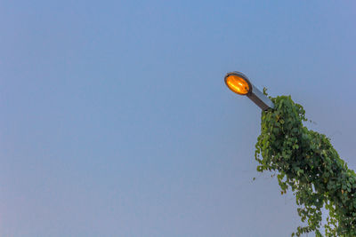 Low angle view of creeper plants on street light against clear blue sky