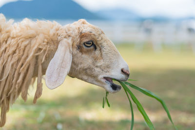 Closeup of long wool sheep on the farm.