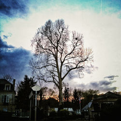 Bare trees against sky