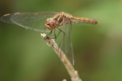 Close-up of dragonfly on plant