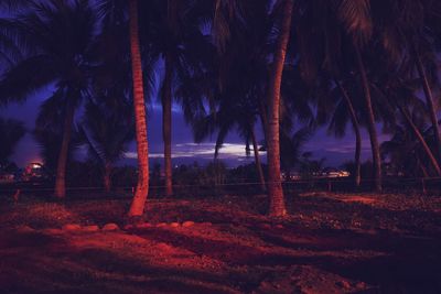 Palm trees on beach against sky at dusk