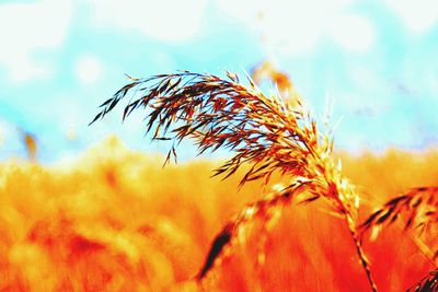 Close-up of plant against sky