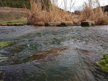 Scenic view of bare trees in water