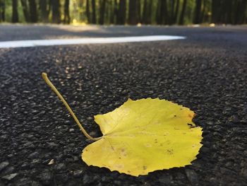 Close-up of leaves on road