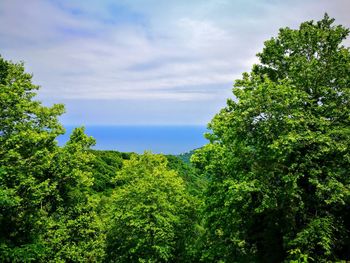 Plants and trees against sky