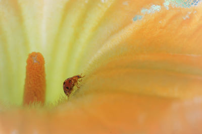 Close-up of insect on yellow flower