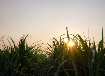 Close-up of grass growing on field against sky during sunset