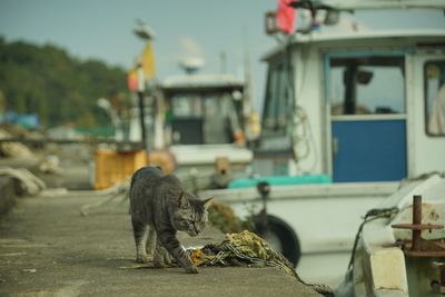 A cat exploring a fishing port of okishima island