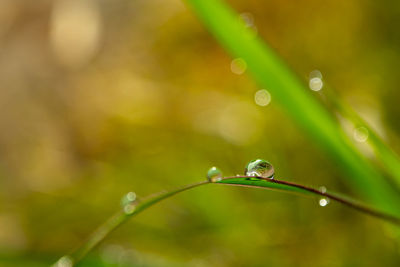 Close-up of water drops on plant