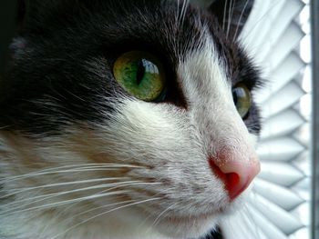 Close-up portrait of cat