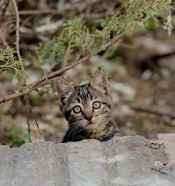 Portrait of cat