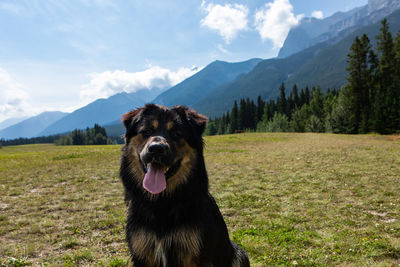 Dog standing on field against mountains