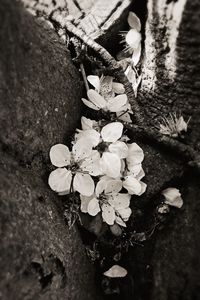 Close-up of white flowers