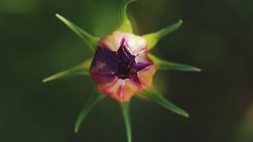 Close-up of flower bud