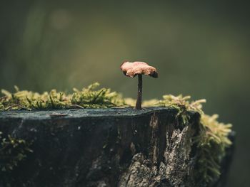 Close-up of mushroom growing on rock