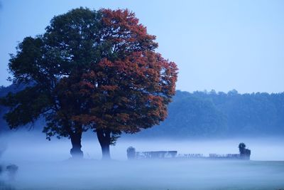 Trees against clear sky during winter