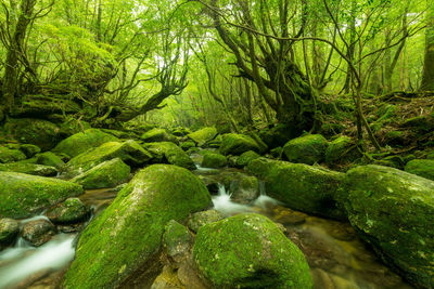 Scenic view of river flowing in forest