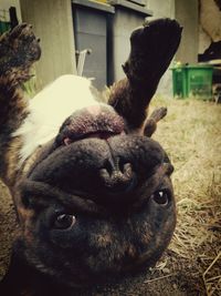 Close-up of puppy relaxing on grass