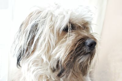 Close-up portrait of a dog at home