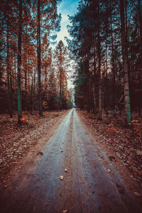 Road amidst trees in forest during autumn