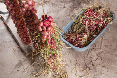 High angle view of vegetables for sale at market stall