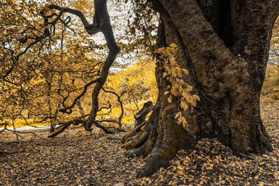 Trees in forest during autumn